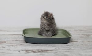 Как приучить котенка к наполнителю?