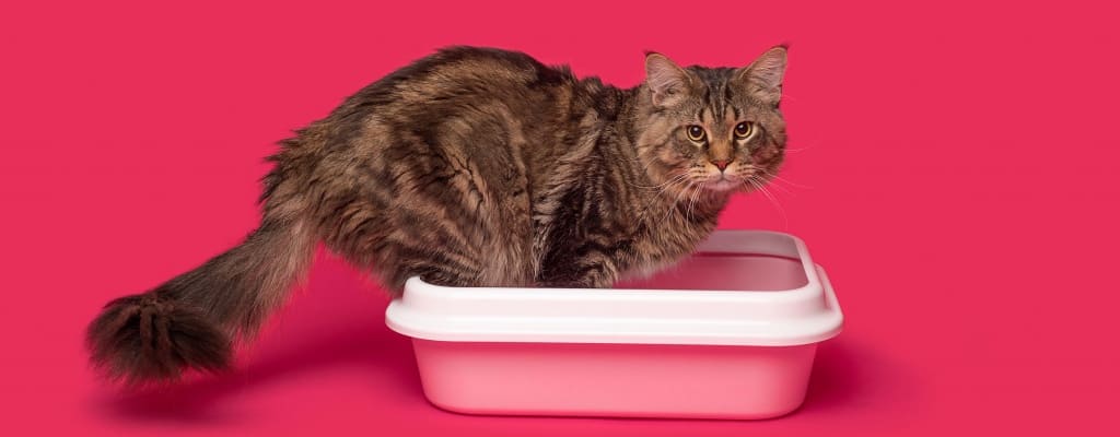 Наполнитель для кошачьего туалета Cat Step. Полный обзор
