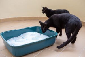 Наполнитель для кошачьего туалета Cat Step. Полный обзор