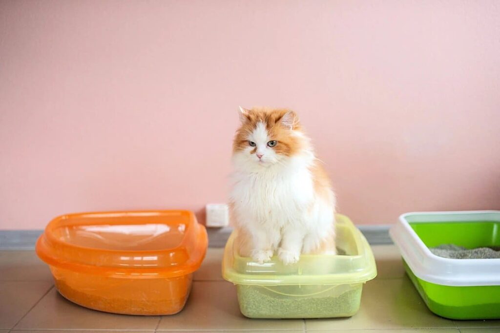 Как выбрать наполнитель для кошачьего лотка, который впитывает запахи?