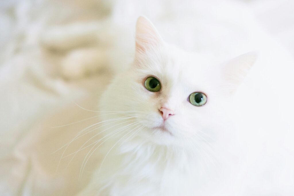 Комкующийся наполнитель для кошачьего туалета Cat Step