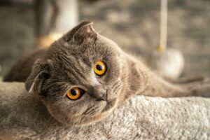 Как насыпать наполнитель для лотка?
