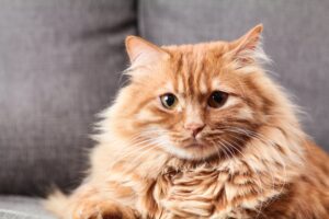 Комкующийся наполнитель для кошачьего туалета «Сибирская кошка»
