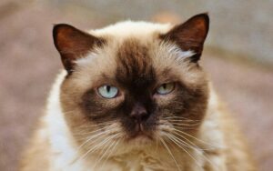 Как выбрать наполнитель для кошачьего лотка, который впитывает запахи?