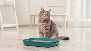 Как часто нужно менять наполнитель в лотке?