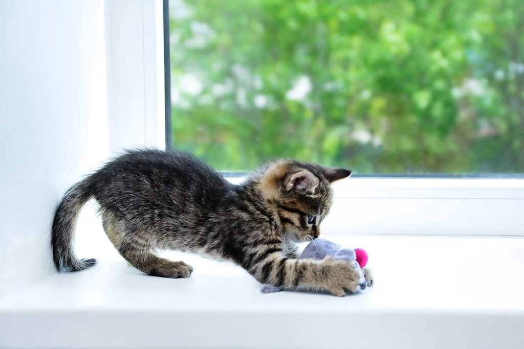 Как приучить котенка к наполнителю?